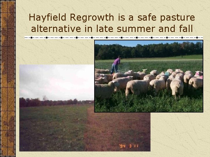 Hayfield Regrowth is a safe pasture alternative in late summer and fall 