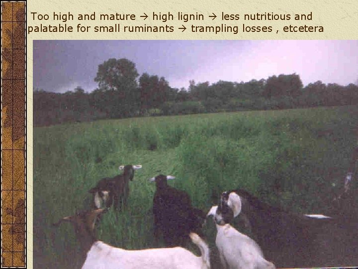 Too high and mature high lignin less nutritious and palatable for small ruminants trampling