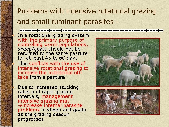 Problems with intensive rotational grazing and small ruminant parasites In a rotational grazing system