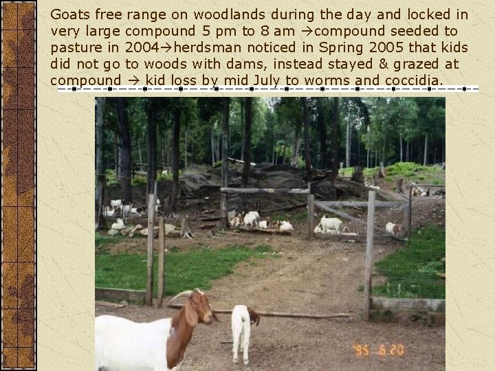 Goats free range on woodlands during the day and locked in very large compound