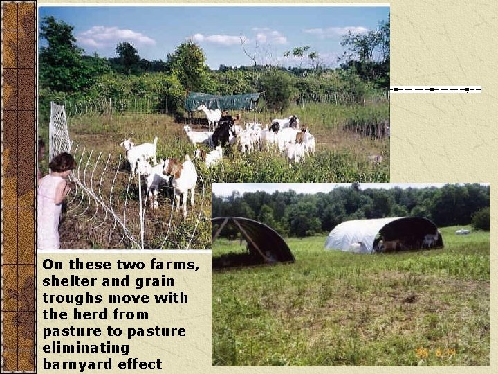 On these two farms, shelter and grain troughs move with the herd from pasture