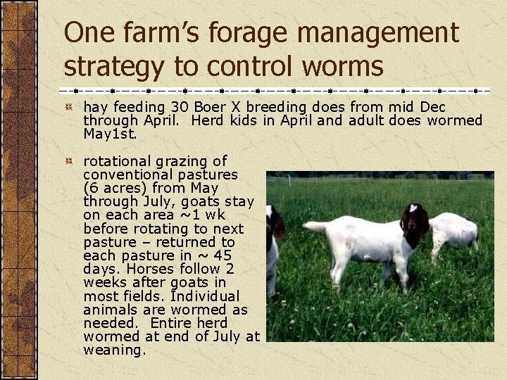 One farm’s forage management strategy to control worms hay feeding 30 Boer X breeding
