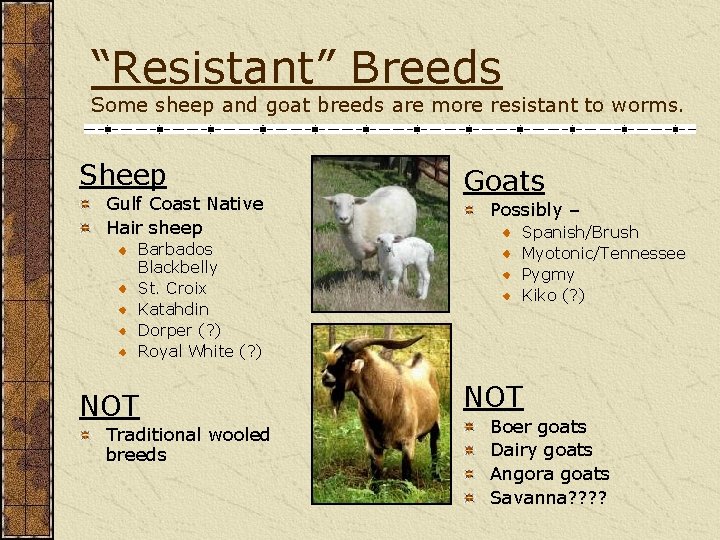 “Resistant” Breeds Some sheep and goat breeds are more resistant to worms. Sheep Gulf