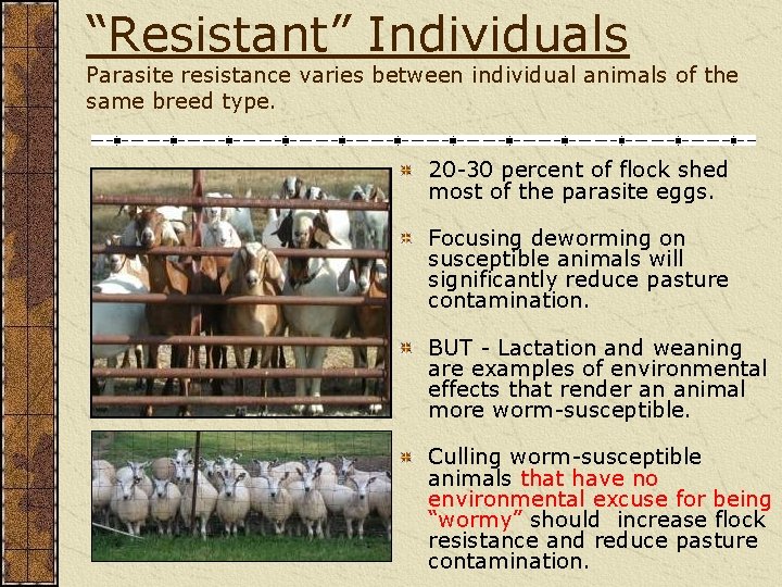 “Resistant” Individuals Parasite resistance varies between individual animals of the same breed type. 20