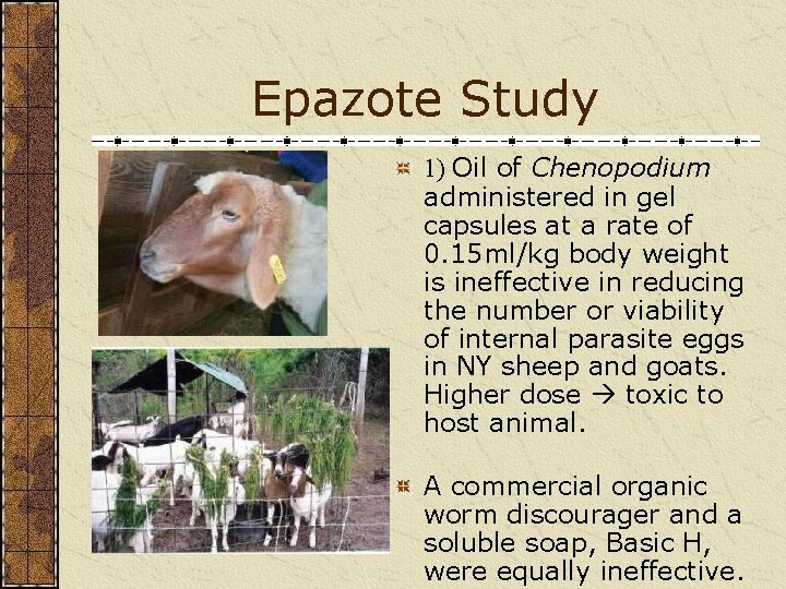 Epazote Study 1) Oil of Chenopodium administered in gel capsules at a rate of