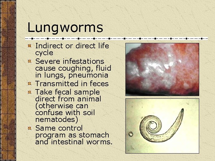 Lungworms Indirect or direct life cycle Severe infestations cause coughing, fluid in lungs, pneumonia