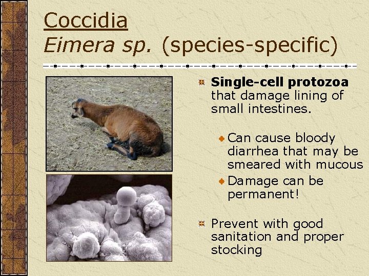 Coccidia Eimera sp. (species-specific) Single-cell protozoa that damage lining of small intestines. Can cause