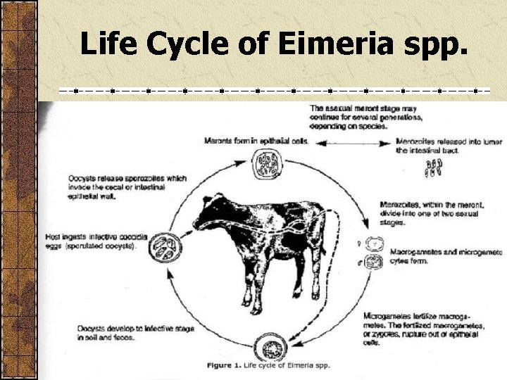 Life Cycle of Eimeria spp. 