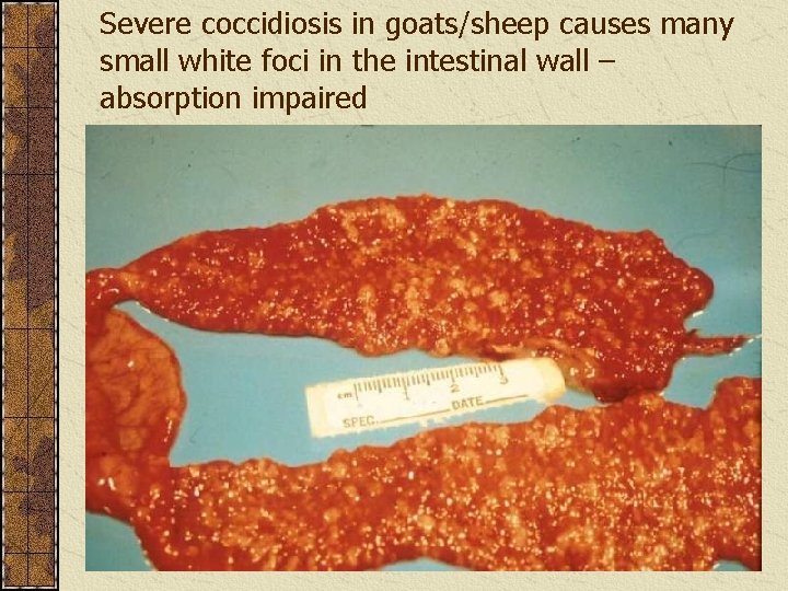 Severe coccidiosis in goats/sheep causes many small white foci in the intestinal wall –