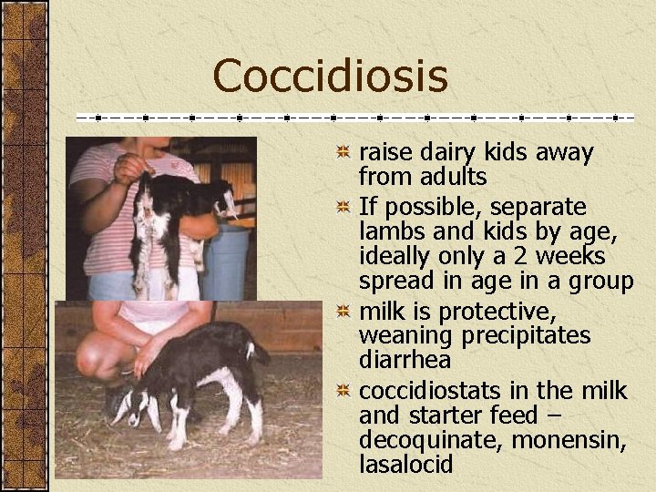Coccidiosis raise dairy kids away from adults If possible, separate lambs and kids by