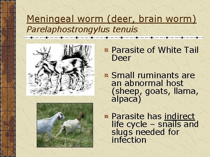 Meningeal worm (deer, brain worm) Parelaphostrongylus tenuis Parasite of White Tail Deer Small ruminants