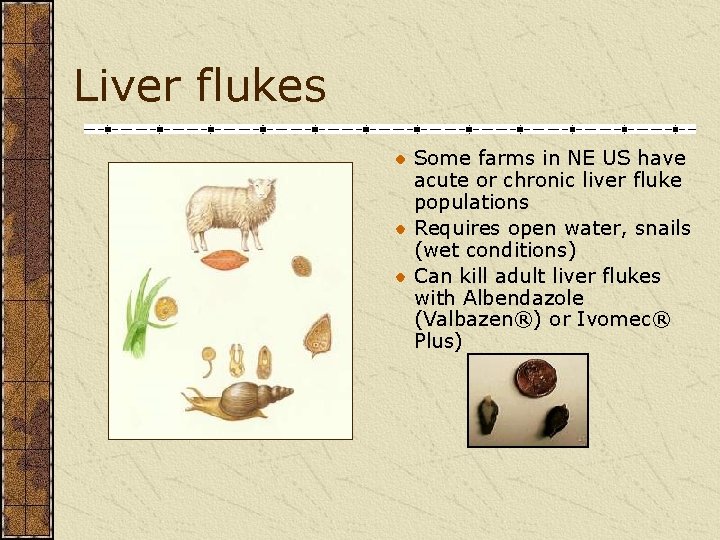 Liver flukes Some farms in NE US have acute or chronic liver fluke populations