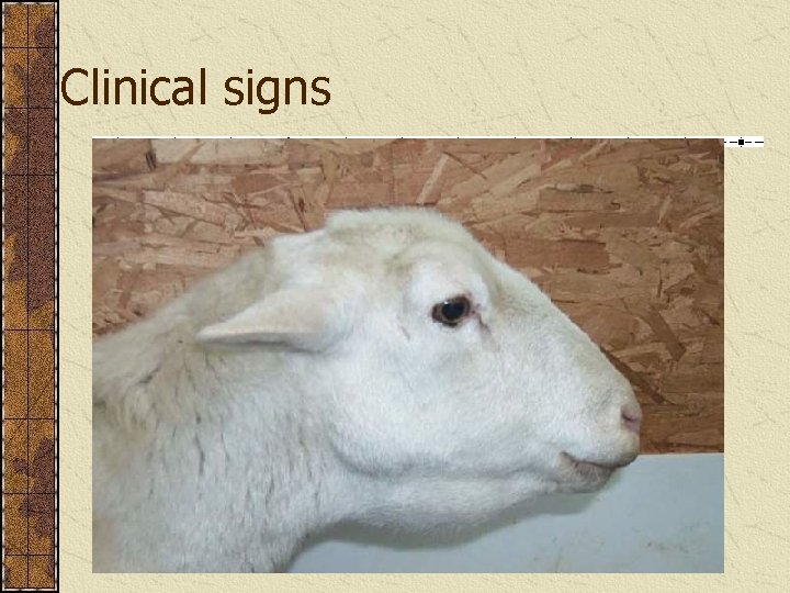 Clinical signs 