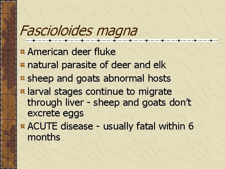Fascioloides magna American deer fluke natural parasite of deer and elk sheep and goats