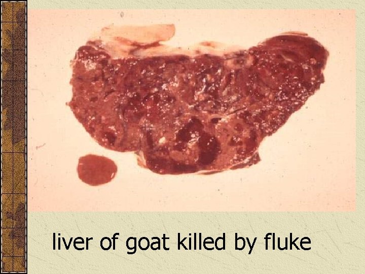 liver of goat killed by fluke 