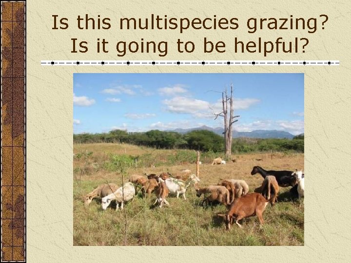 Is this multispecies grazing? Is it going to be helpful? 