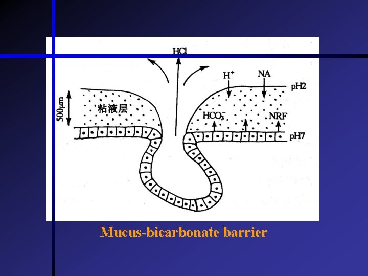 Mucus-bicarbonate barrier  Mucus-bicarbonate barrier