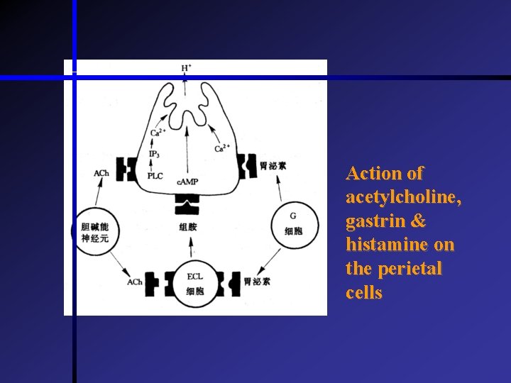 Action of acetylcholine, gastrin & histamine on the perietal cells  Action of acetylcholine, gastrin & histamine on the perietal cells