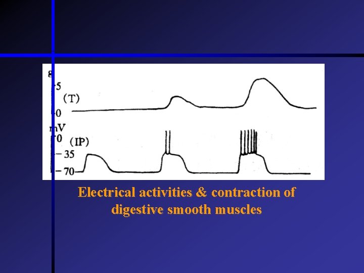 Electrical activities & contraction of digestive smooth muscles  Electrical activities & contraction of digestive smooth muscles