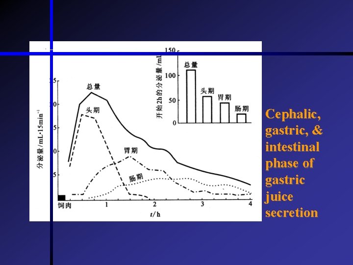 Cephalic, gastric, & intestinal phase of gastric juice secretion  Cephalic, gastric, & intestinal phase of gastric juice secretion