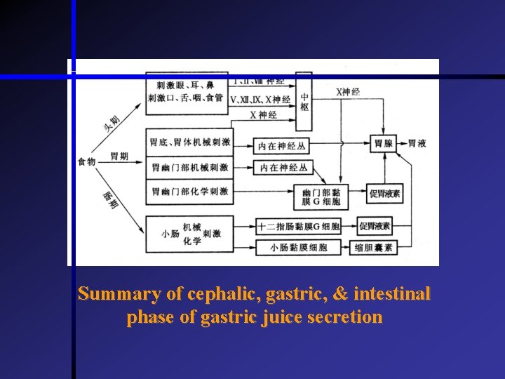 Summary of cephalic, gastric, & intestinal phase of gastric juice secretion  Summary of cephalic, gastric, & intestinal phase of gastric juice secretion