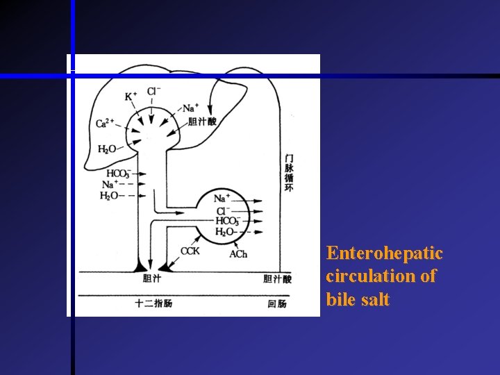 Enterohepatic circulation of bile salt  Enterohepatic circulation of bile salt