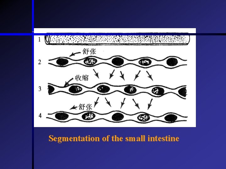 Segmentation of the small intestine  Segmentation of the small intestine