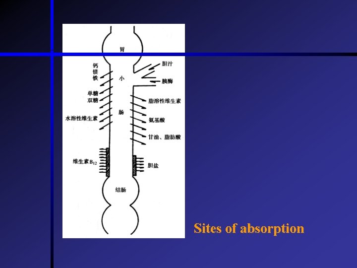Sites of absorption  Sites of absorption
