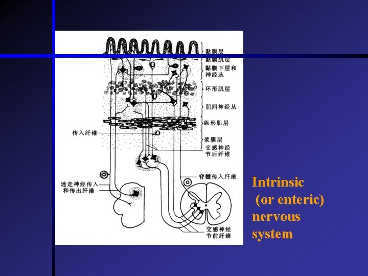 Intrinsic (or enteric) nervous system  Intrinsic (or enteric) nervous system