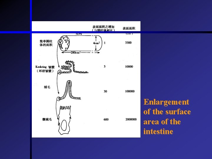 Enlargement of the surface area of the intestine  Enlargement of the surface area of the intestine