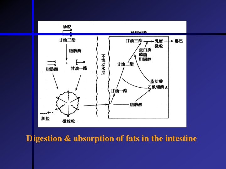 Digestion & absorption of fats in the intestine  Digestion & absorption of fats in the intestine