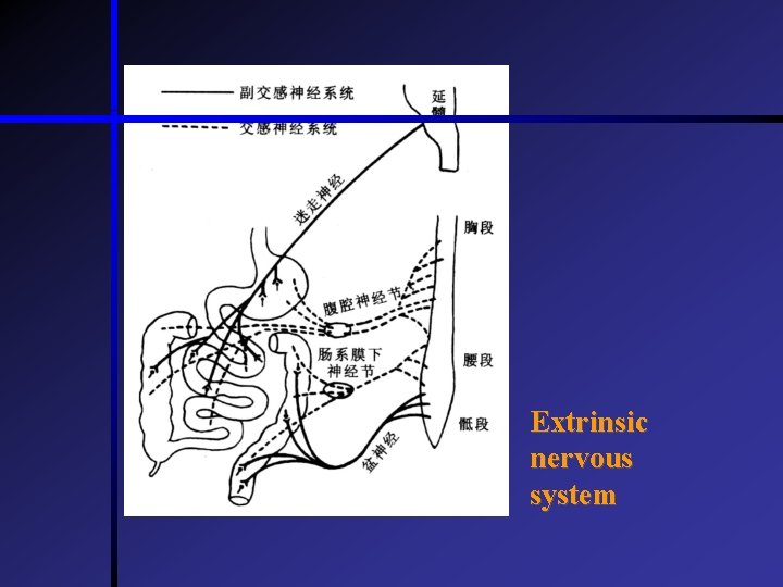 Extrinsic nervous system  Extrinsic nervous system