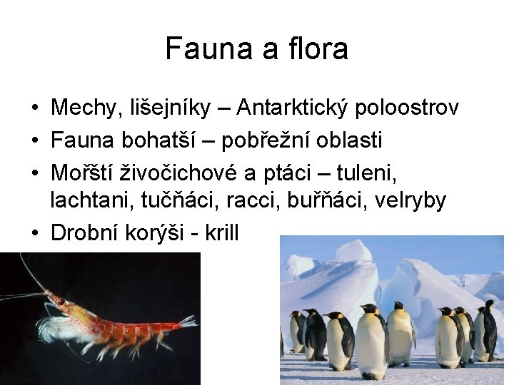 Fauna a flora • Mechy, lišejníky – Antarktický poloostrov • Fauna bohatší – pobřežní