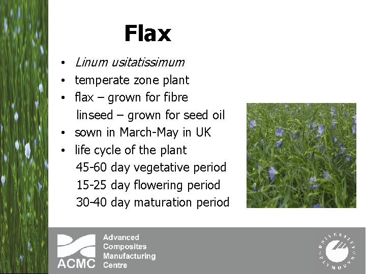 Flax • Linum usitatissimum • temperate zone plant • flax – grown for fibre