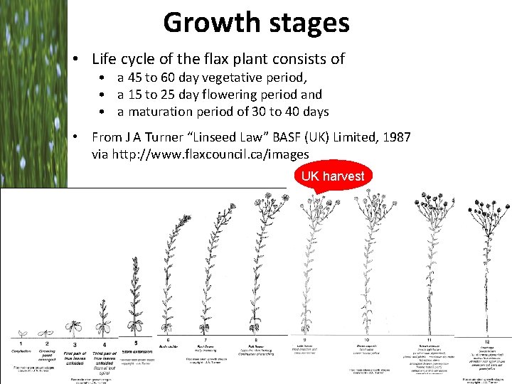 Growth stages • Life cycle of the flax plant consists of • a 45