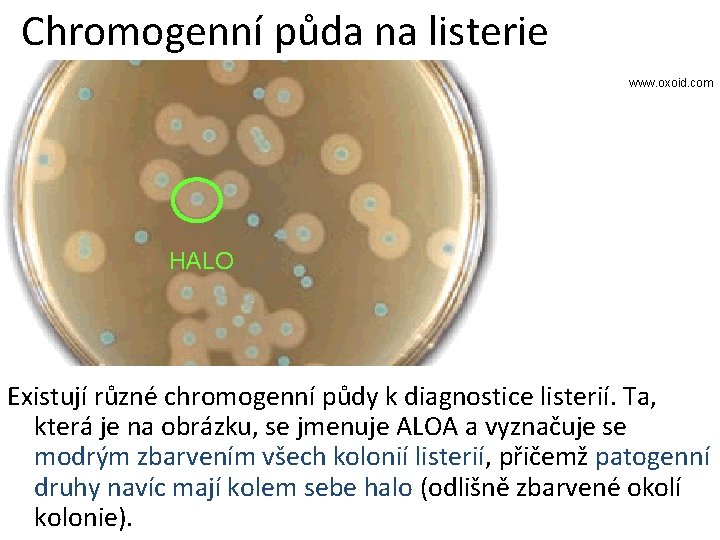 Chromogenní půda na listerie www. oxoid. com HALO Existují různé chromogenní půdy k diagnostice