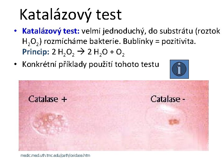 Katalázový test • Katalázový test: velmi jednoduchý, do substrátu (roztok H 2 O 2)