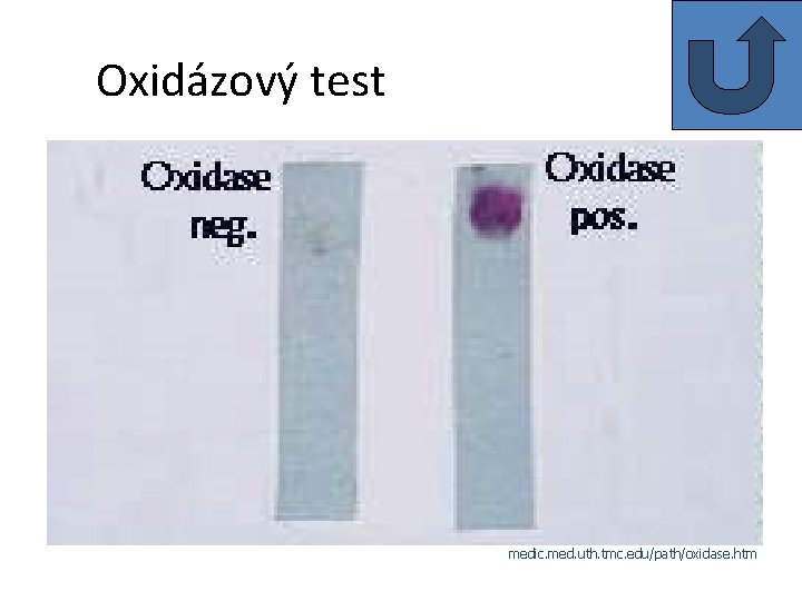 Oxidázový test medic. med. uth. tmc. edu/path/oxidase. htm 