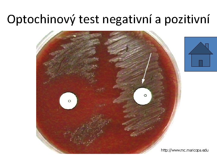 Optochinový test negativní a pozitivní http: //www. mc. maricopa. edu 