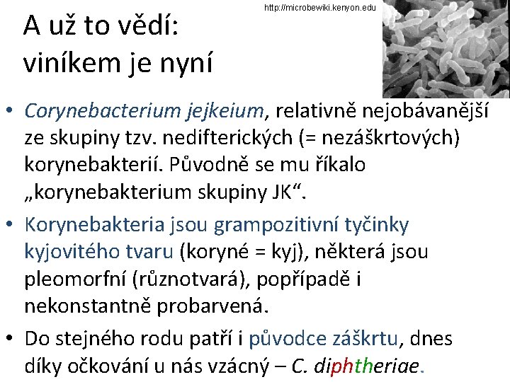 A už to vědí: viníkem je nyní http: //microbewiki. kenyon. edu • Corynebacterium jejkeium,