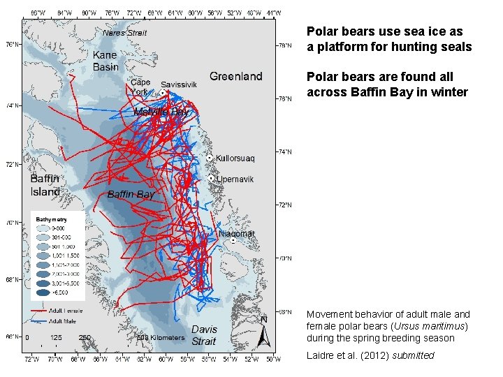 Polar bears use sea ice as a platform for hunting seals Polar bears are