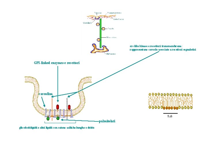 src-like kinase e recettori transmembrana: rappresentano caveole associate a recettori segnaletici GPI-linked enzymes e