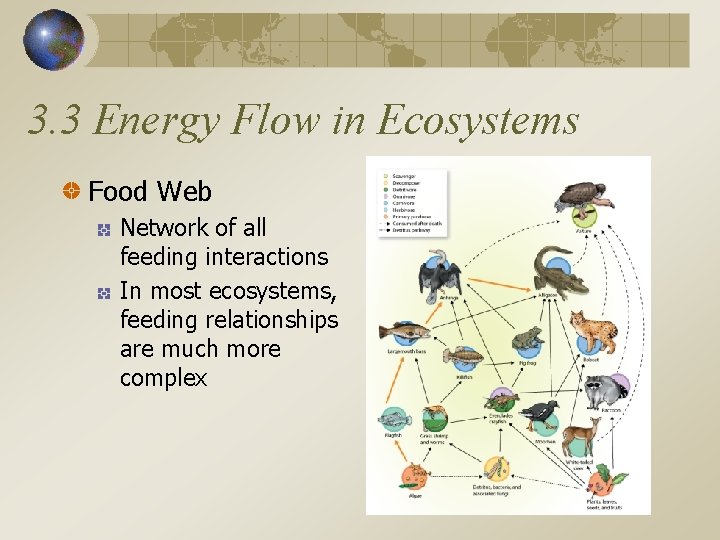 3. 3 Energy Flow in Ecosystems Food Web Network of all feeding interactions In