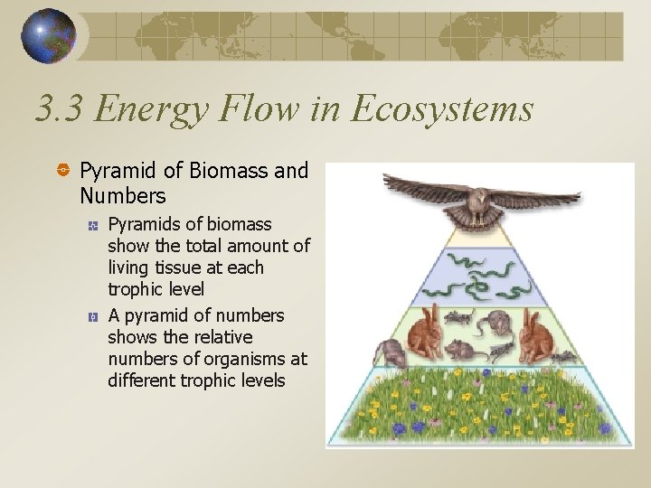 3. 3 Energy Flow in Ecosystems Pyramid of Biomass and Numbers Pyramids of biomass