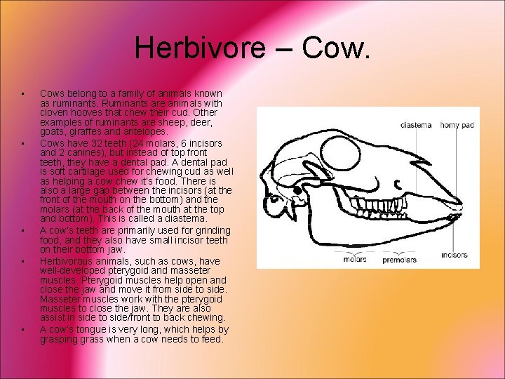 Herbivore – Cow. • • • Cows belong to a family of animals known
