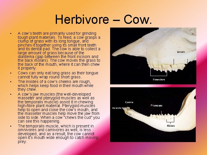 Herbivore – Cow. • • • A cow’s teeth are primarily used for grinding