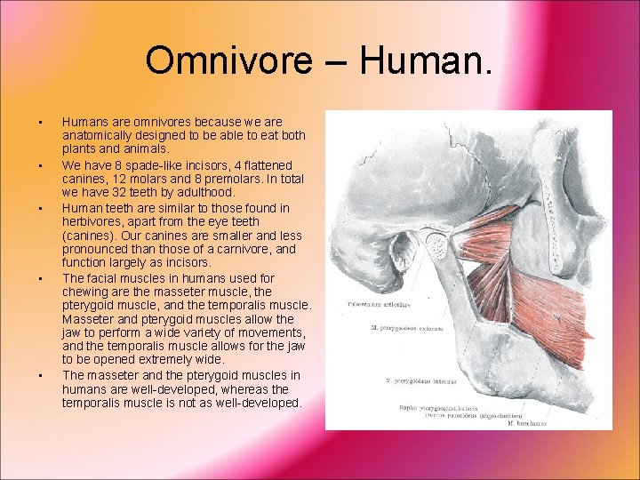 Omnivore – Human. • • • Humans are omnivores because we are anatomically designed