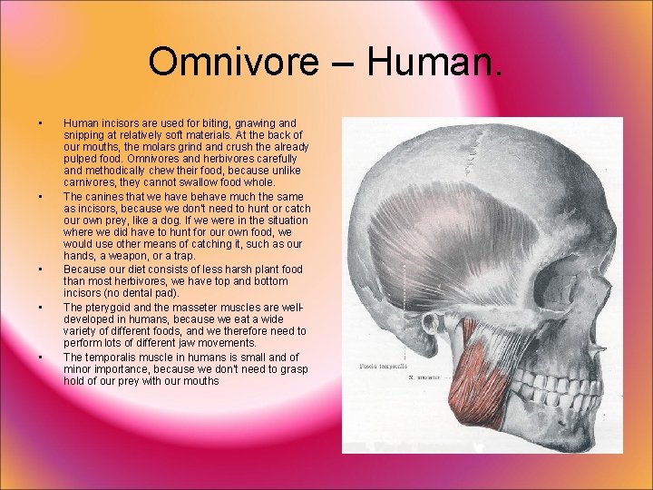 Omnivore – Human. • • • Human incisors are used for biting, gnawing and