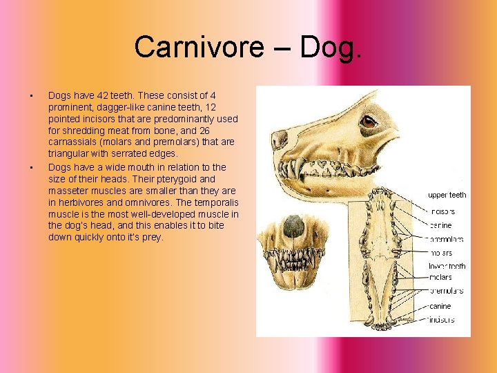 Carnivore – Dog. • • Dogs have 42 teeth. These consist of 4 prominent,