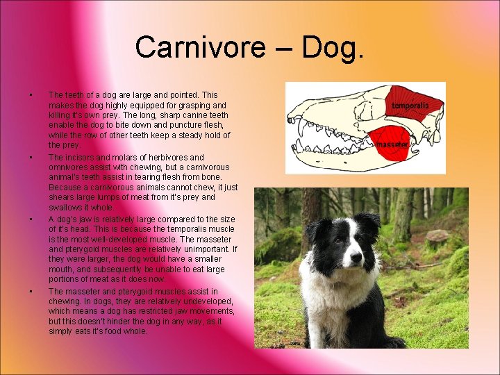 Carnivore – Dog. • • The teeth of a dog are large and pointed.